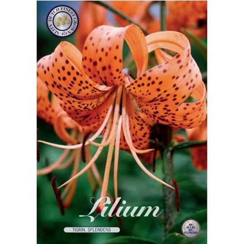 Lilja, Tigriin. Splendens