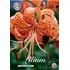 Lilja, Tigriin. Splendens