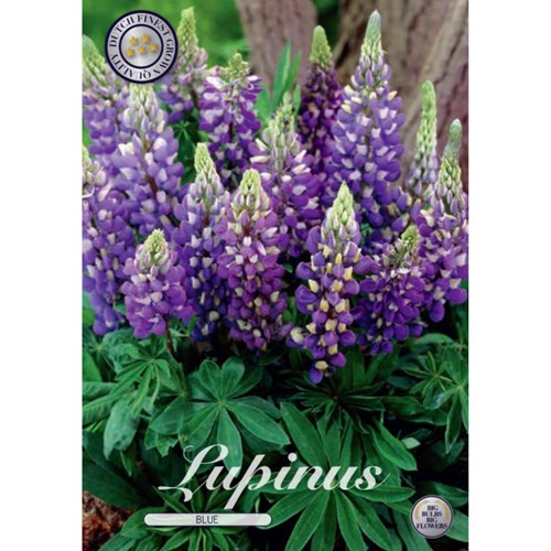 Lupin, blå