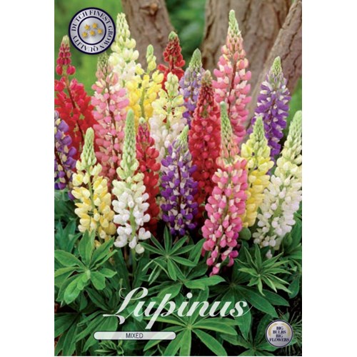 Lupin, blandade färger