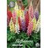 Lupin, blandade färger