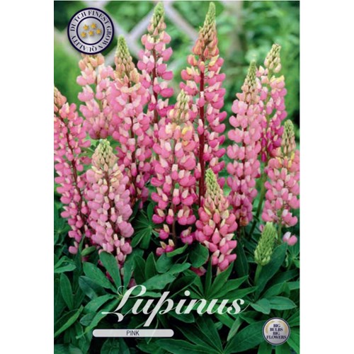 Lupin, rosa