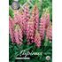 Lupin, rosa
