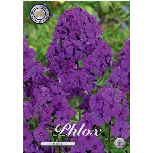 Phlox, violett