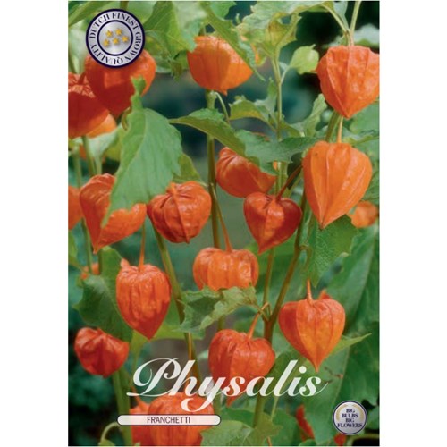 Physalis Orange