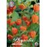 Physalis Orange