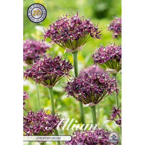 Allium Artropurpureum