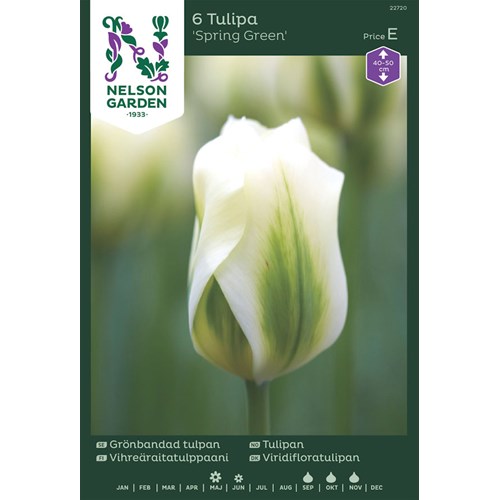 Tulpan, Viridiflora, Spring Green