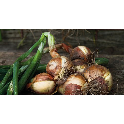 Gul lök, Setton, ekologisk, 250 gram