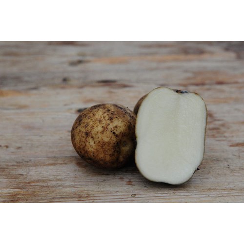 Sättpotatis, Rocket, 1 kg
