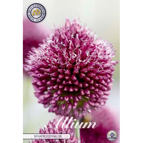 Allium Silver spring