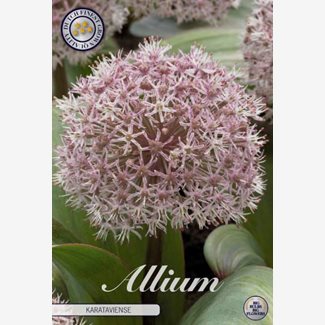 Allium Karataviense