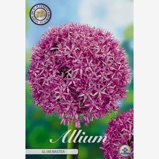 Allium Globemaster