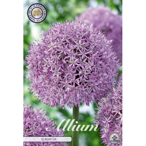 Allium Gladiator