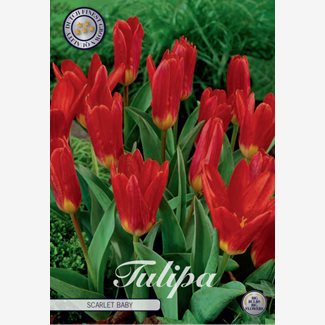 Tulpan, Kaufmannia, Scarlet Baby