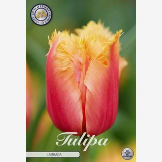 Tulpan, Fransig, Lambada