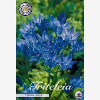 Bukettlilja, Queen Fabiola