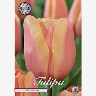 Tulpan, Triumf, Apricot Foxx