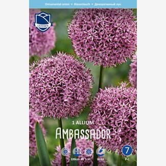 Allium, Ambassador