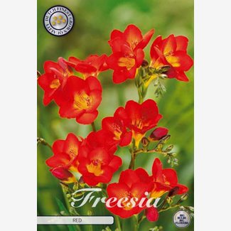 Freesia, enkel röd