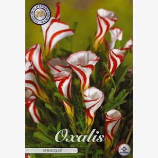 Oxalis Versicolor, Polkagrisoxalis