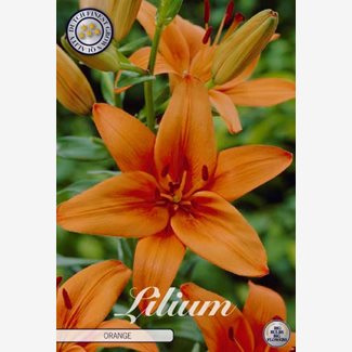 Lilja, Asiatisk, Orange