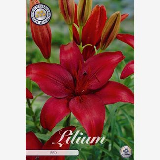Lilja, Asiatisk, Röd