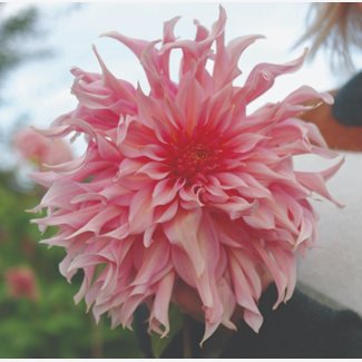 Dahlia, Pernhill watermelon