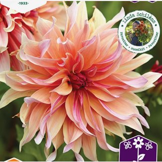 Dahlia, Labyrinth