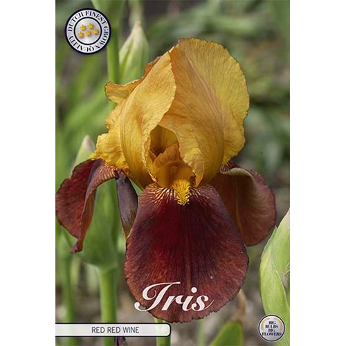 Iris Germanica, Red red wine