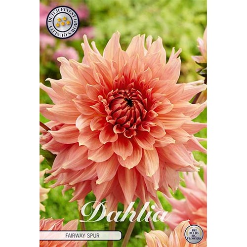 Dahlia, Fairway Spur