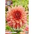 Dahlia, Fairway Spur
