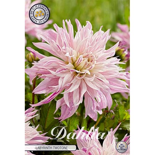 Dahlia, Labyrinth Twotone