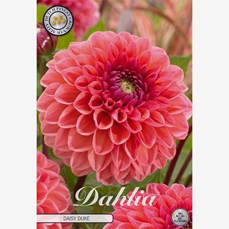 Dahlia, Daisy Duke