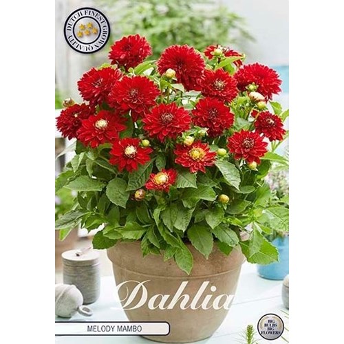 Dahlia, Melody Mambo