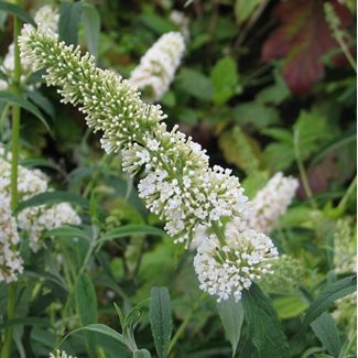 Fjärilsbuske, Syrenbudleja White Profusion