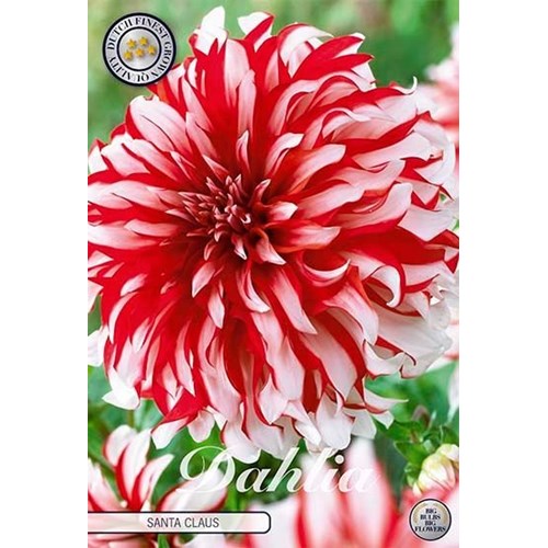 Dahlia, Santa Claus