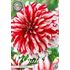 Dahlia, Santa Claus