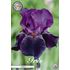 Iris Germanica, Sable