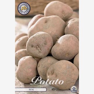 Sättpotatis, Irene, 10 st