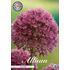 Allium Lucky Ball