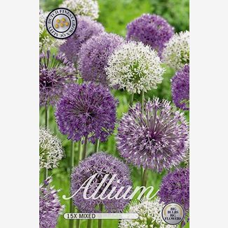 Allium Blandade sorter, småblommig