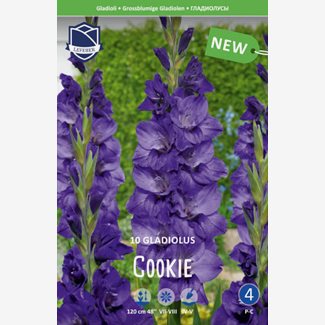 Gladiol, Cookie