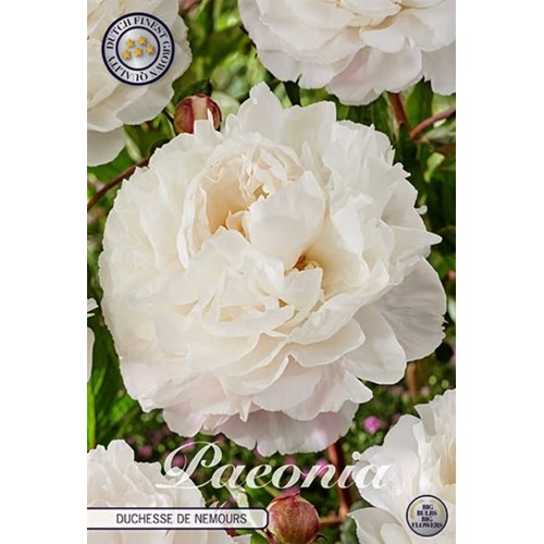 Pion, Duchesse de Nemours