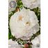Pion, Duchesse de Nemours