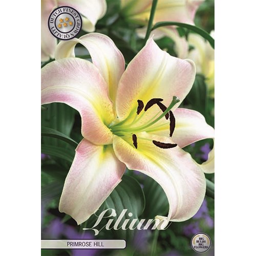 Lilja, Orient, Primeros Hill