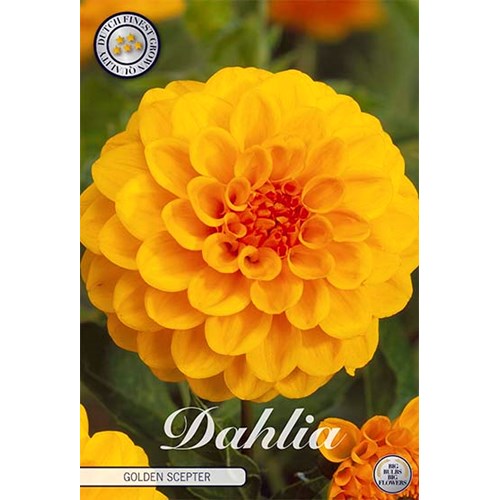 Dahlia, Golden Scepter
