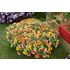 Petunia, Cascadia Indian Summer