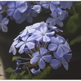 Blyblomma