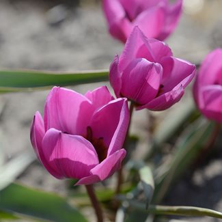 Tulpan, Botanisk, Tulipa humilis Helene